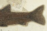 Uncommon Fossil Fish (Notogoneus) - Wyoming #251879-3